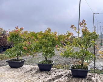 sageretia bonsai tree Bonsái Sageretia o Ciruelo Dulce chino online | April Plants main image 0