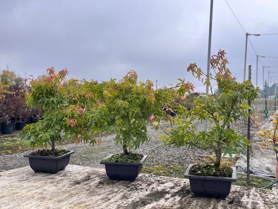 bonsai landschaftsschale 20,4" (55cm) Extra groe rechteckige unglasierte tiefe Bonsaischale mi   Mypotscape