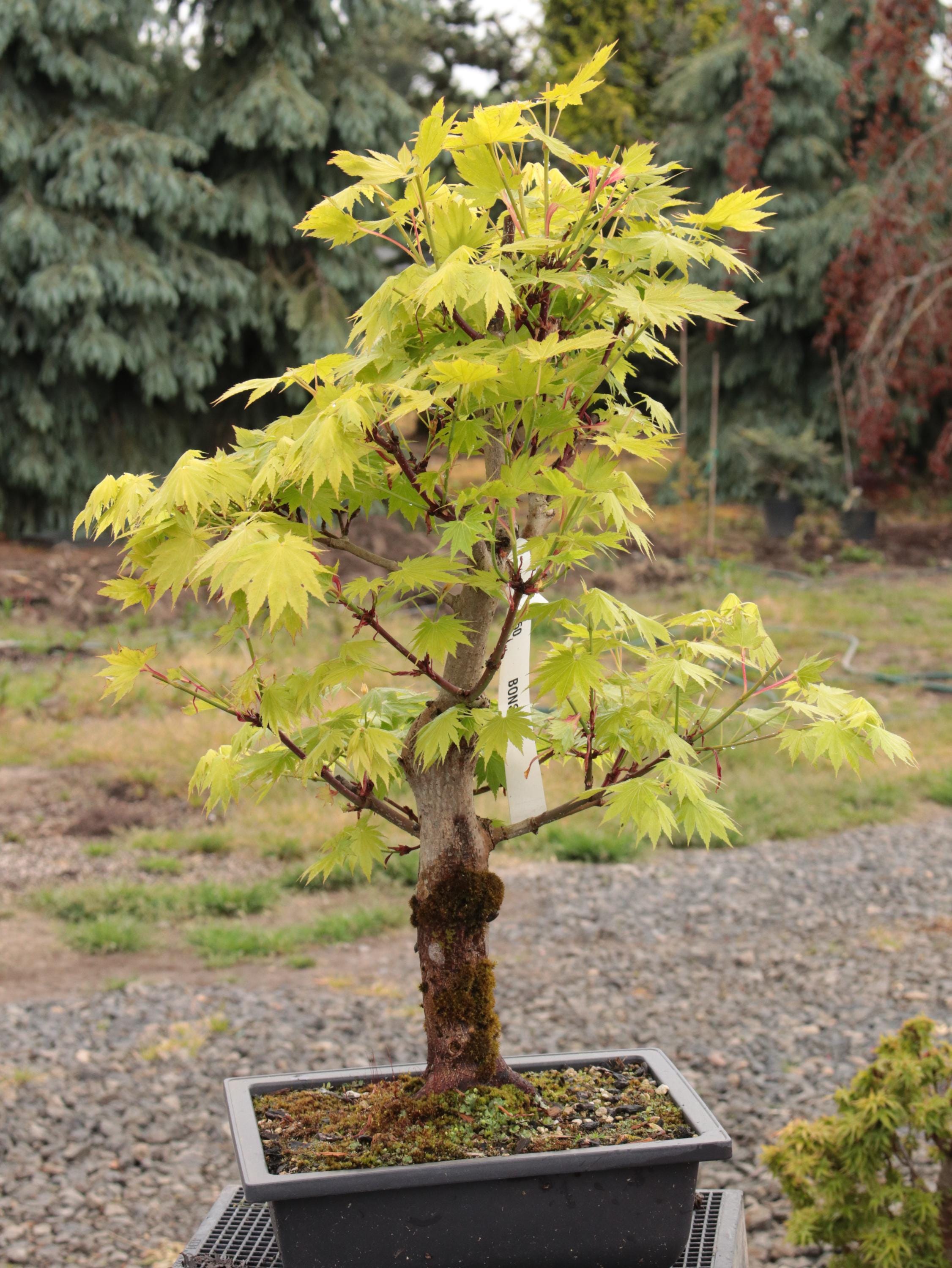 Shirasawa Maple Bonsai Chokkan Formal Upright Style 18