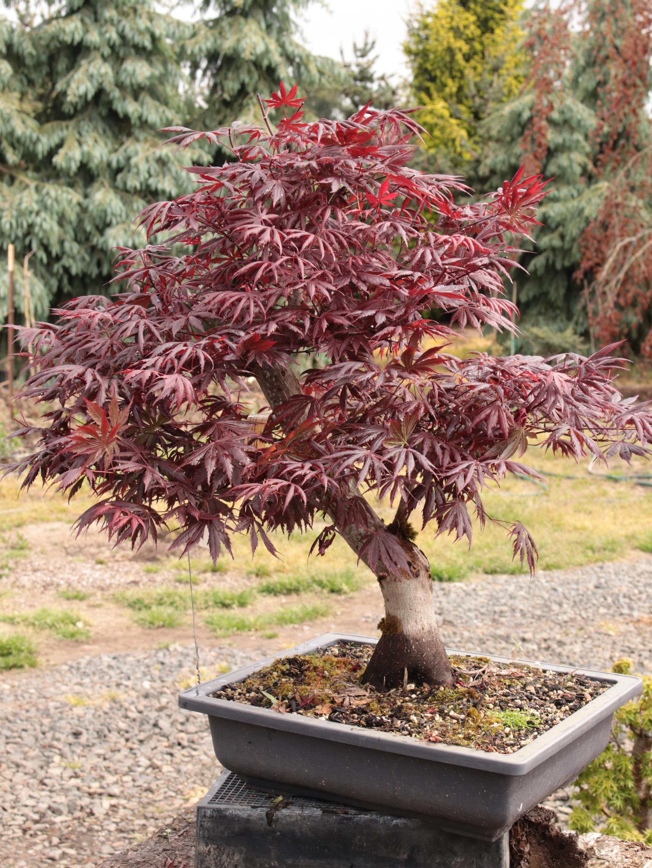 Trompenburg Japanese Maple Bonsai Moyogi Style 15"