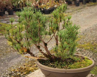 STUNNING Shohin Mugo Pine Bonsai - Etsy