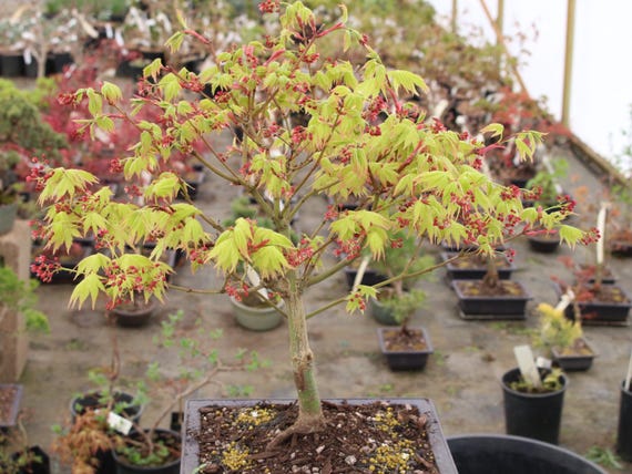Summer Gold Japanese Maple Bonsai Chokkan Style 10