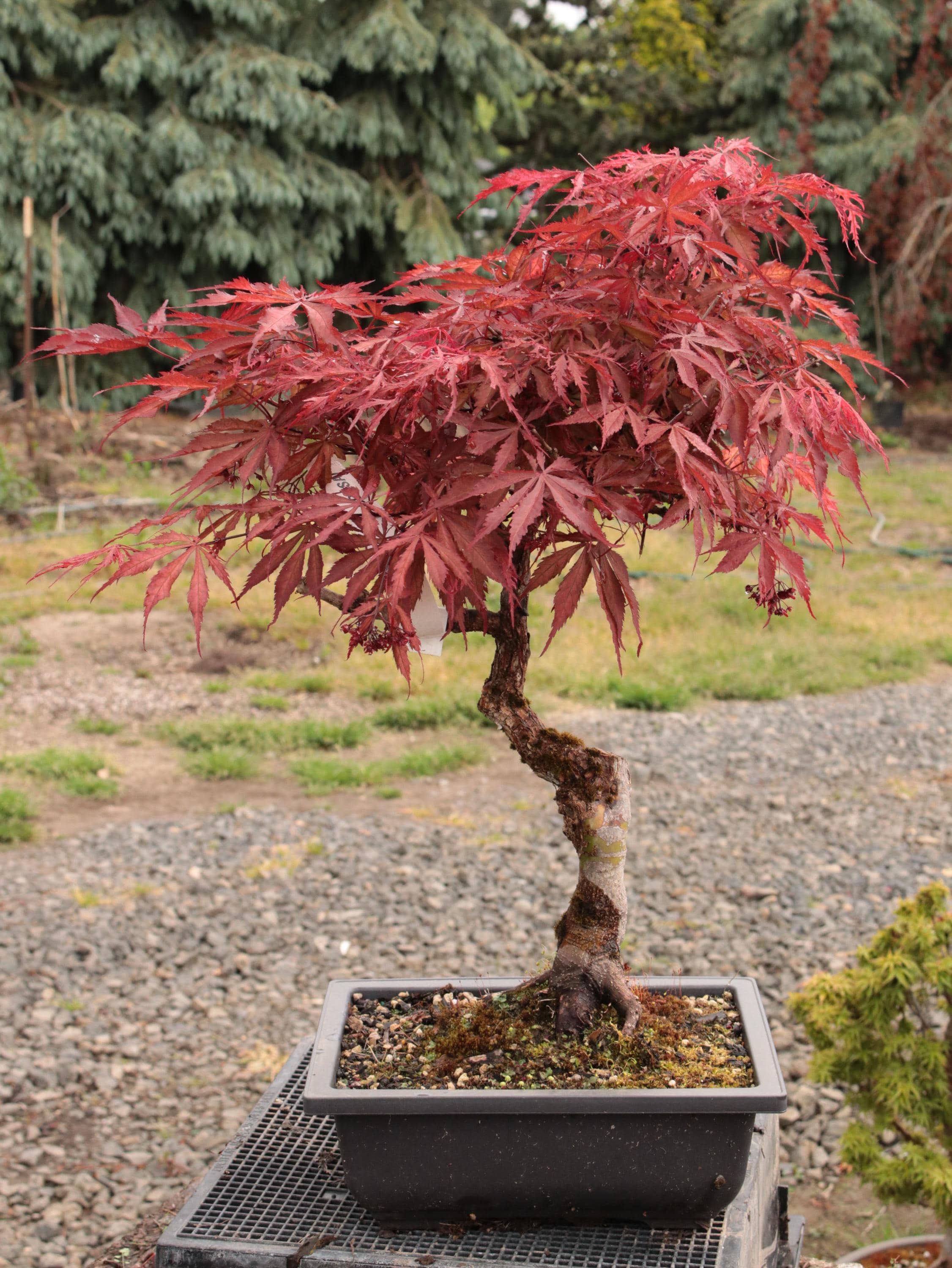 Red Japanese Maple Bonsai Orion Type Moyogi Style 12" Tall - Etsy