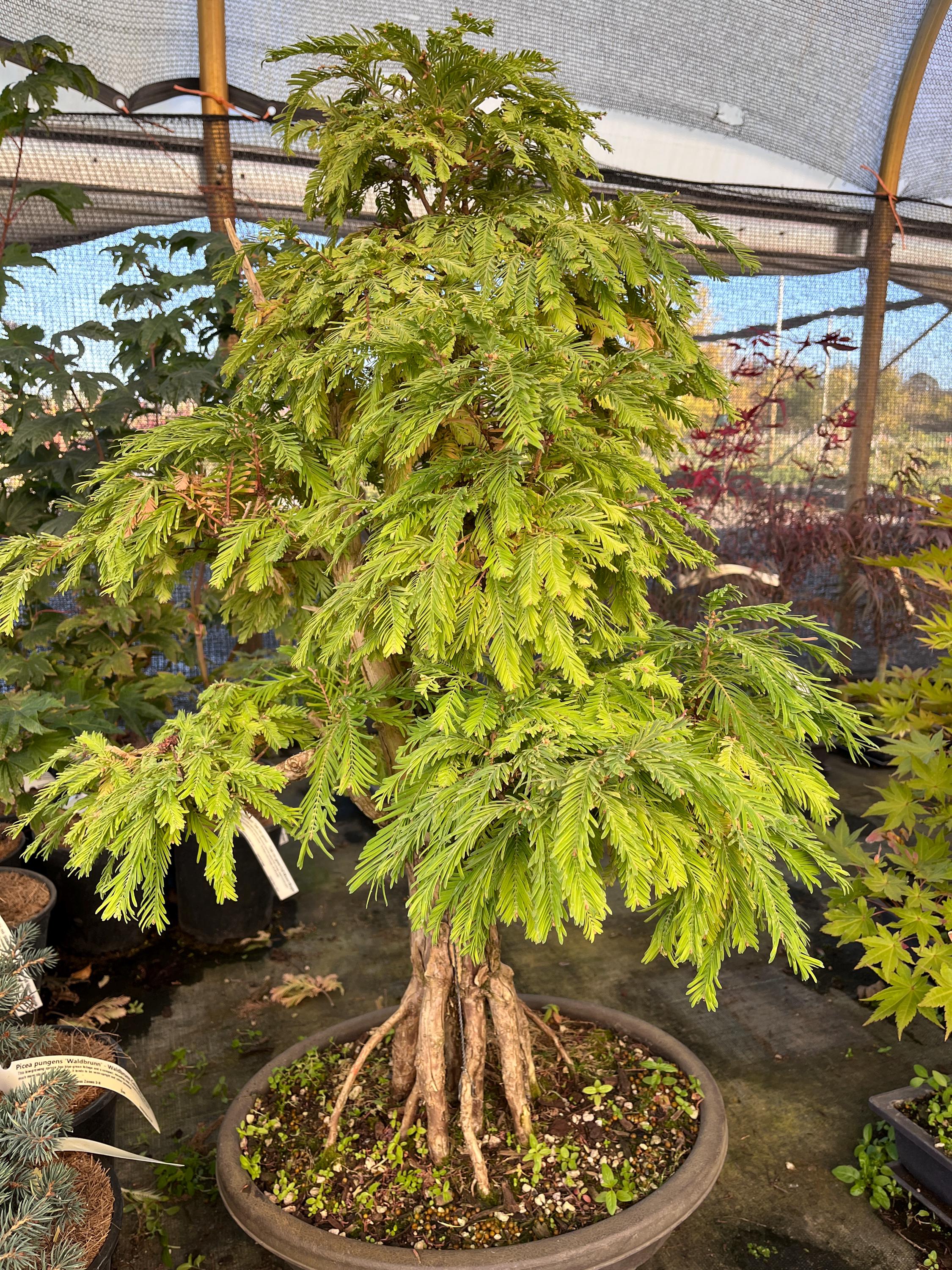 North Light Dawn Redwood Bonsai Chokkan Style 28