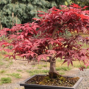 Red Japanese Maple Bonsai Han-kengai Style 15" - Etsy
