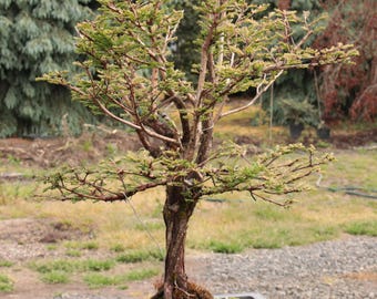 Larch Bonsai Forest of 5 Trees Yose-ue Style 8