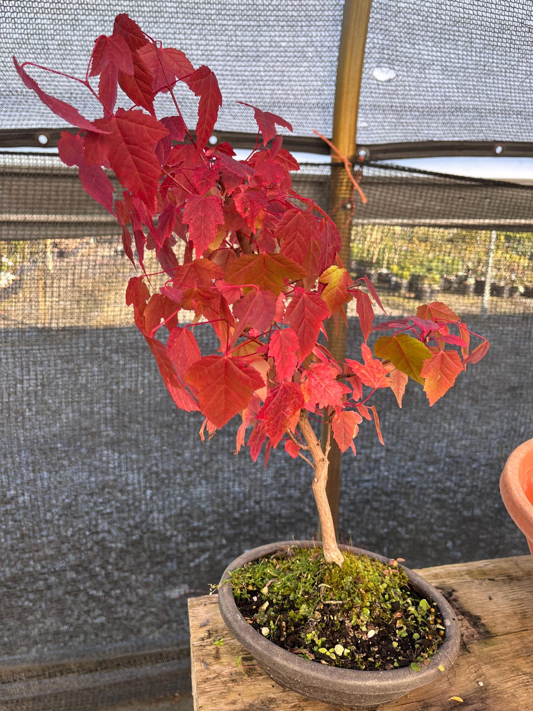 Amur Maple Acer Ginnala Bonsai Shakkan Style 10" - Etsy