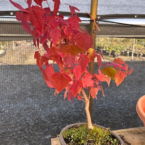 May include: A bonsai tree with vibrant red leaves, set in an oval-shaped pot. The tree's trunk is slender and brown, with green moss and soil at the base. The background features a mesh screen and wooden structure.