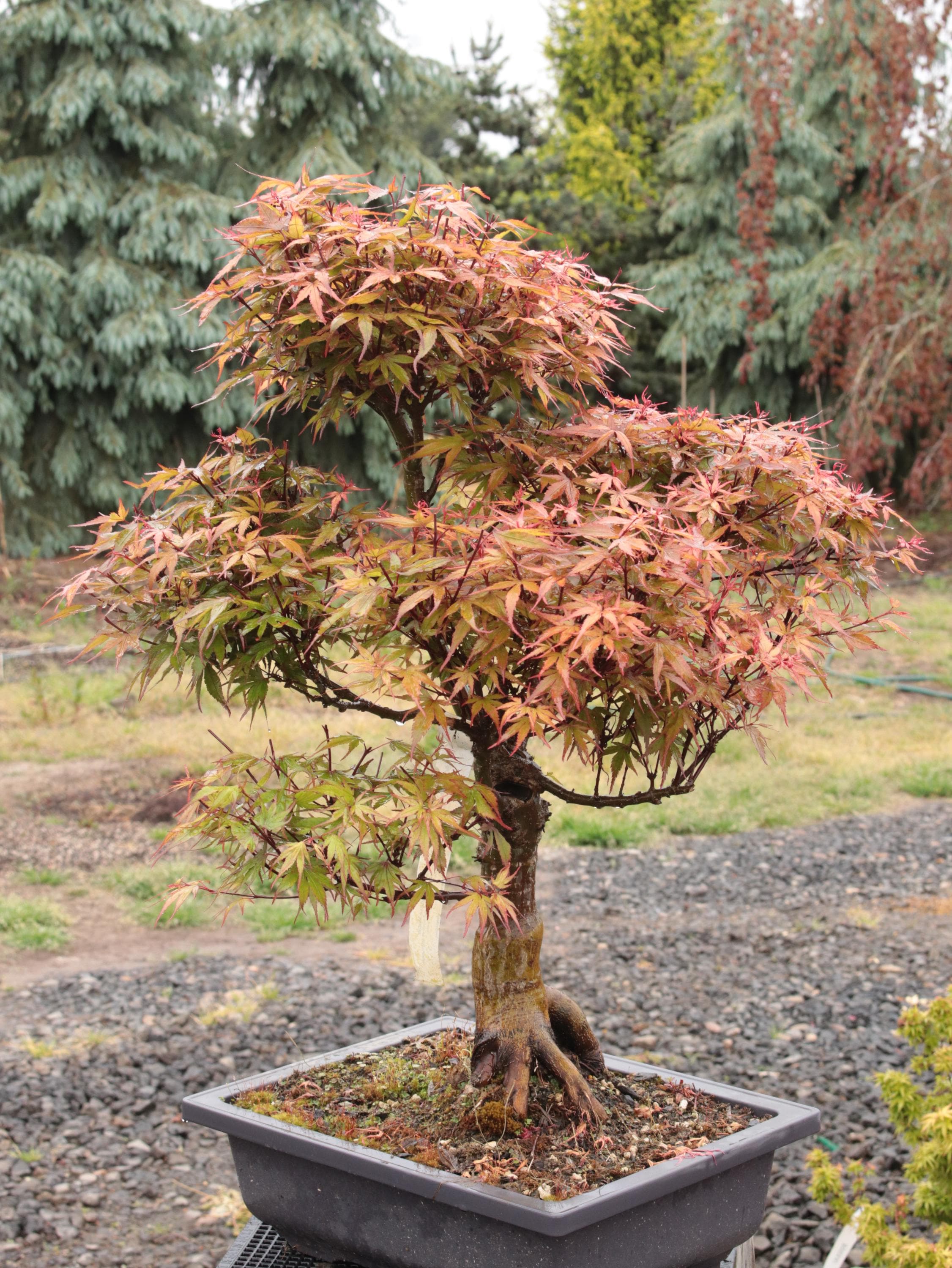 Kuro Hime Japanese Maple Bonsai Moyogi Style 18" - Etsy