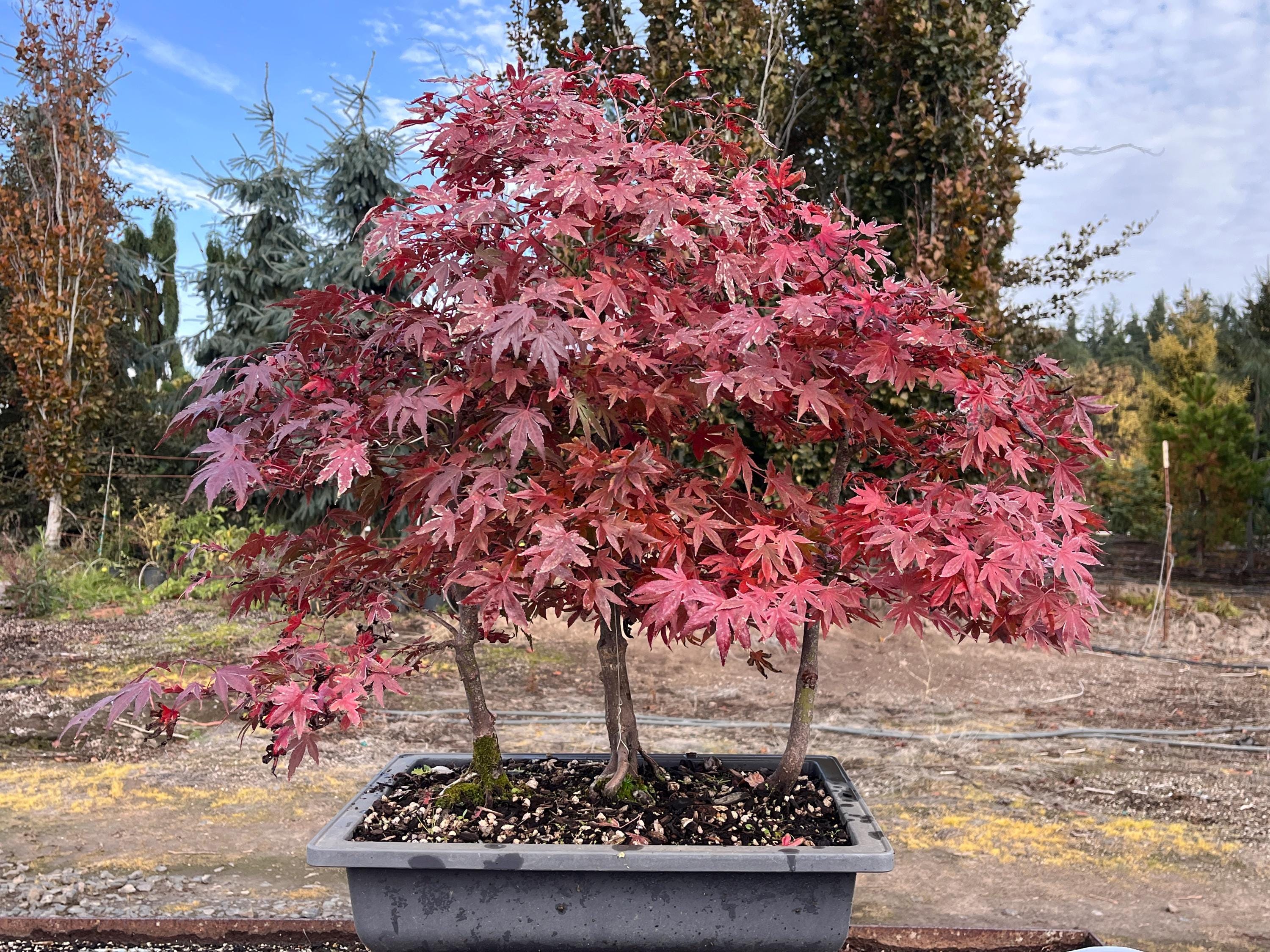 Maple Forest Bonsai - Etsy