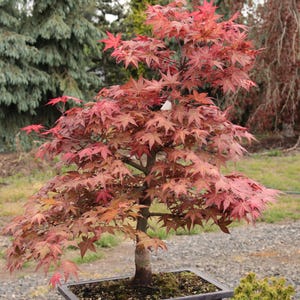 Red Japanese Maple Bonsai Shin Deshojo Type Chokkan Style 20" Tall - Etsy