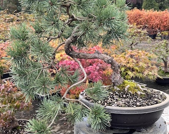 Hillside Creeper Scots Pine Bonsai Cascading Kengai Style 16
