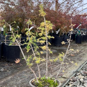 May include: A small bonsai tree with light green and yellow needles in a dark gray pot. The tree has multiple trunks and branches. Other potted trees are visible in the background, inside a greenhouse.