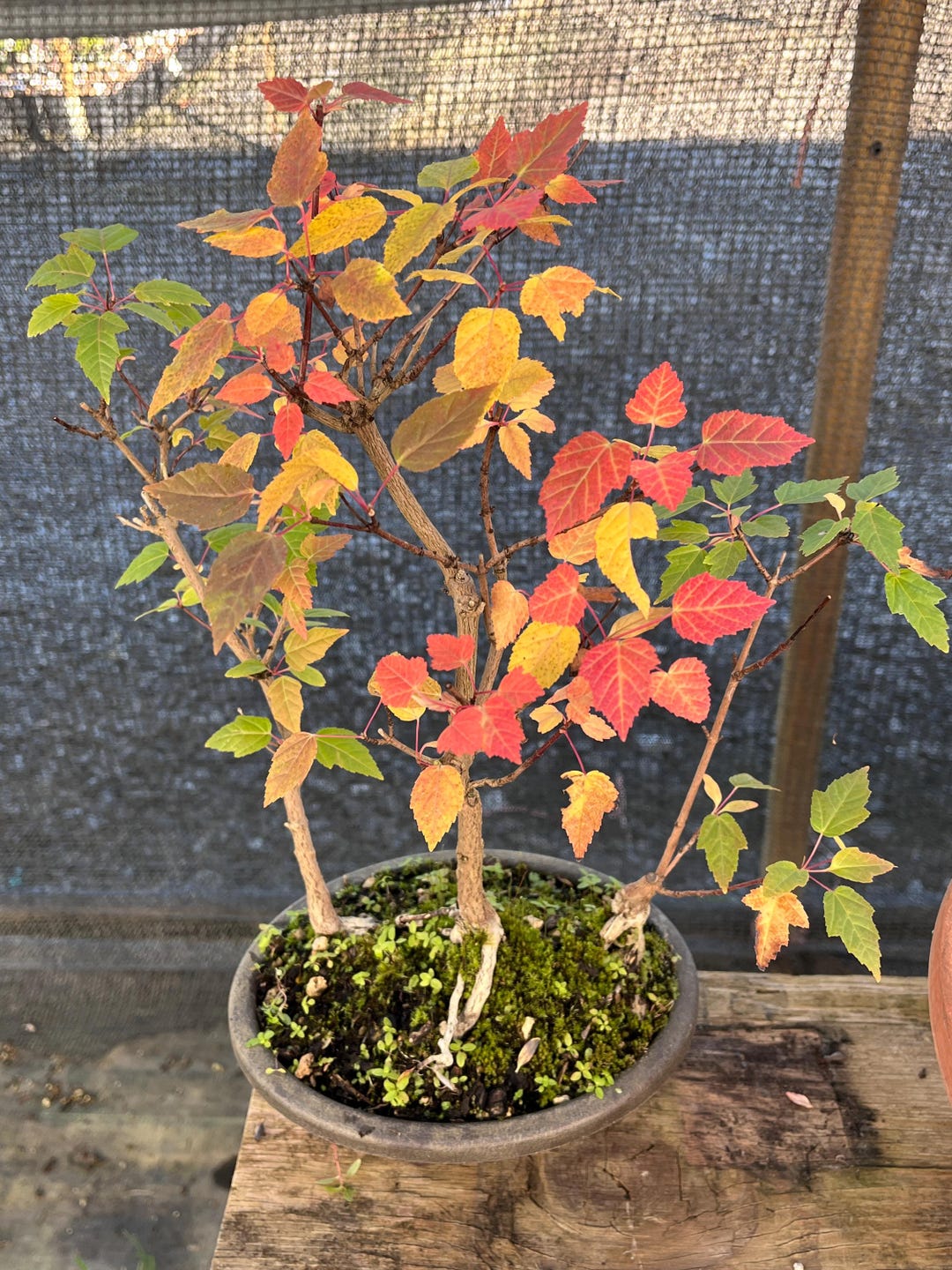 Amur Maple Acer Ginnala Bonsai Forest Yose-ue Style 8