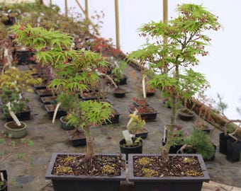 Mikawa yatsubusa Japanese Maple Bonsai Shakkan Style 8" tall