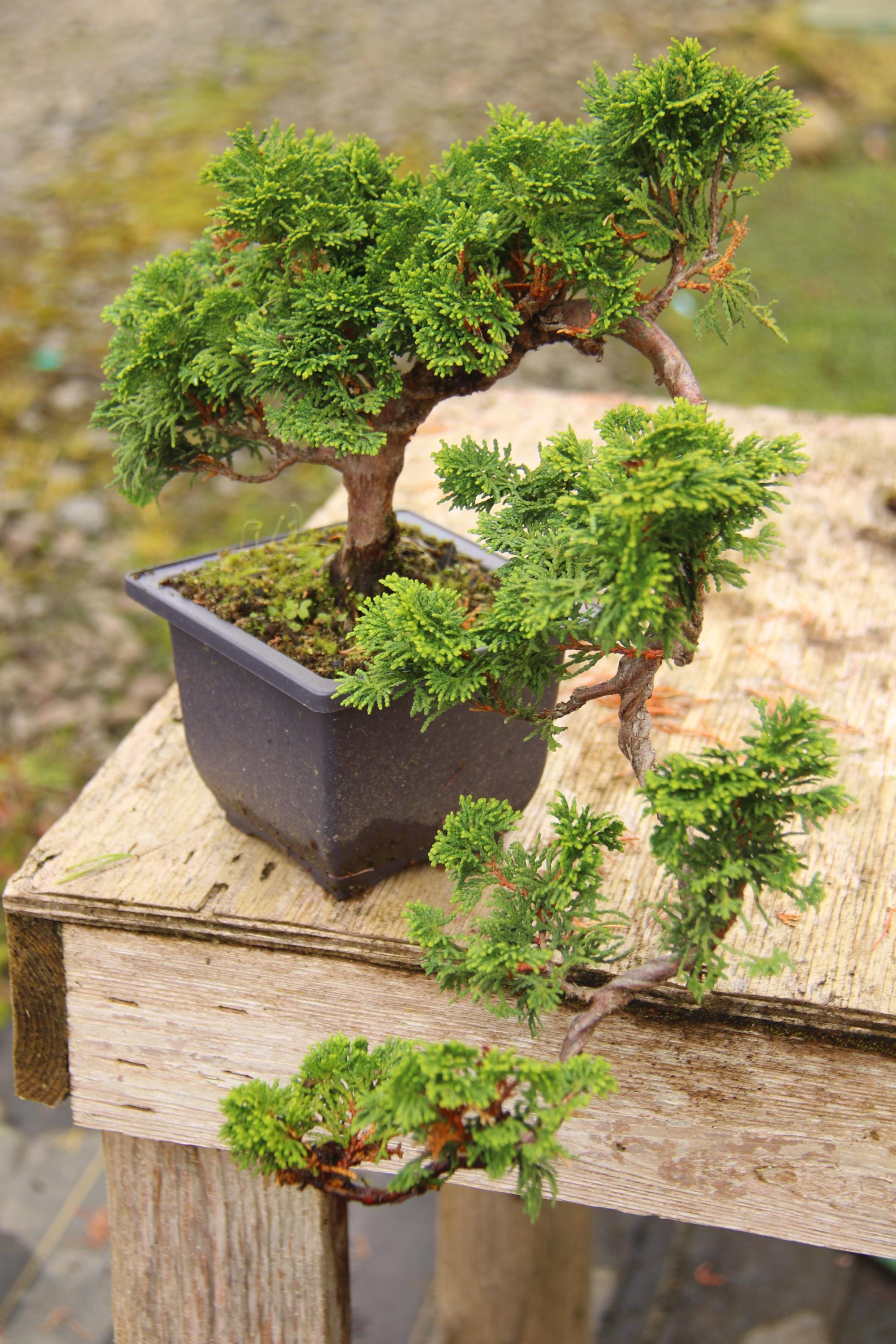 HiNoKaページです♪ Hinoki Cypress Bonsai Cascade Kengai Style 8