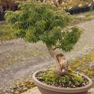 Shishigashira Japanese Maple Bonsai Sharimiki Style 12" - Etsy