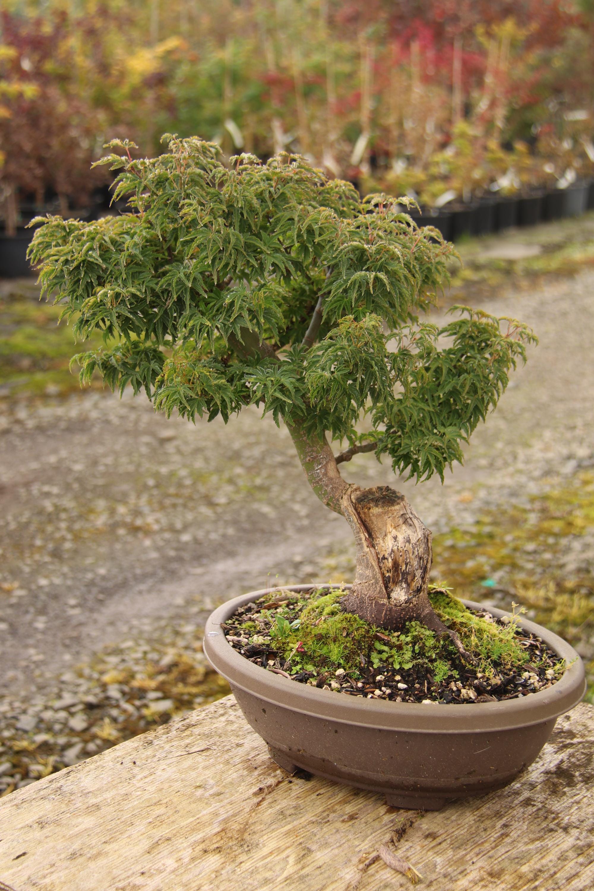 Shishigashira Japanese Maple Bonsai Sharimiki Style 12" - Etsy