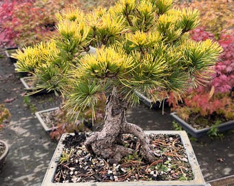Goldilocks Japanese White Pine Bonsai Neagari Form 10" - Etsy
