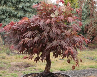 Amur Maple Acer Ginnala Bonsai Forest Yose-ue Style 8" - Etsy
