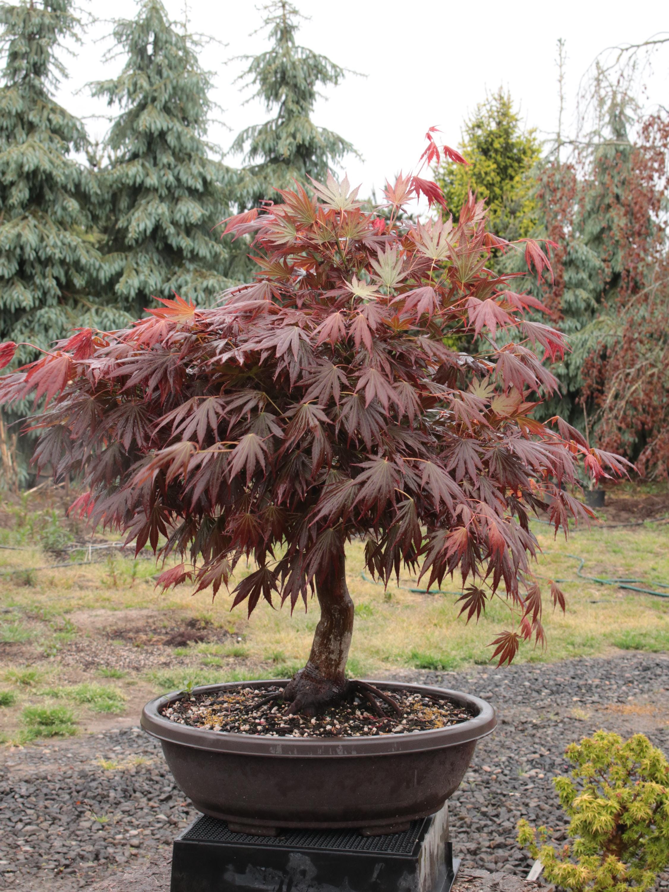 Johin Japanese Maple Bonsai Chokkan Style 20" - Etsy