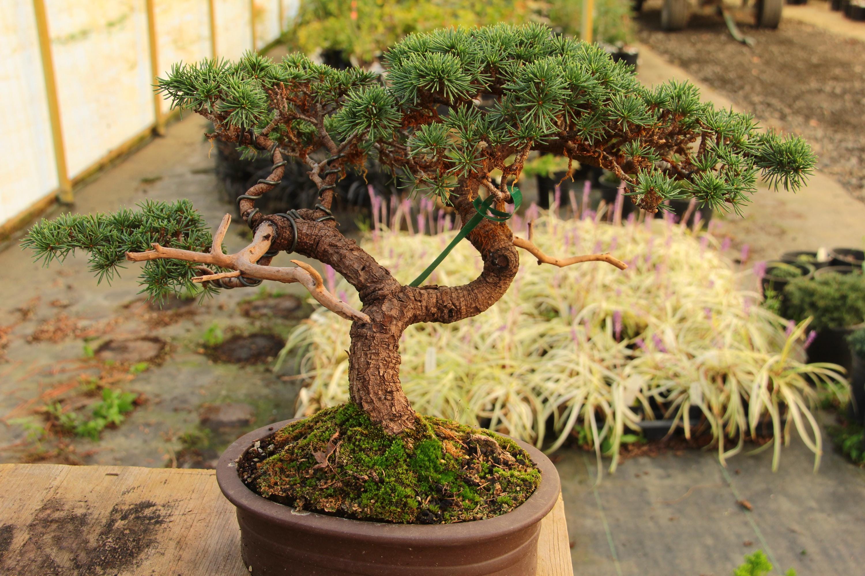 Green Prince Cedar of Lebanon Bonsai Sokan Style 10