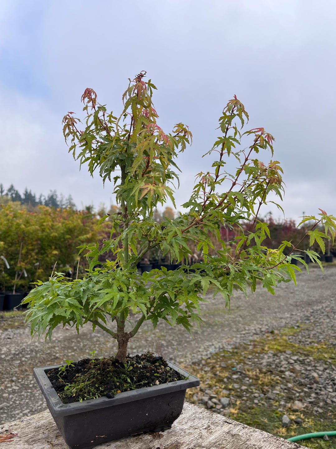 Kiyohime-type Dwarf Seedling Japanese Maple Bonsai 8" - Etsy