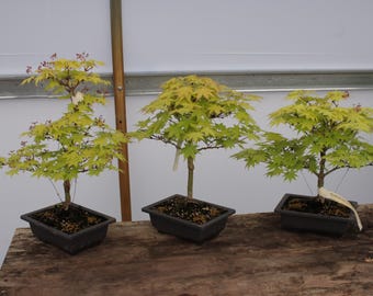 Summer Gold Japanese Maple Bonsai Chokkan Style 10