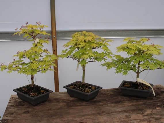 Summer Gold Japanese Maple Bonsai Chokkan Style 10" Tall - Etsy Israel