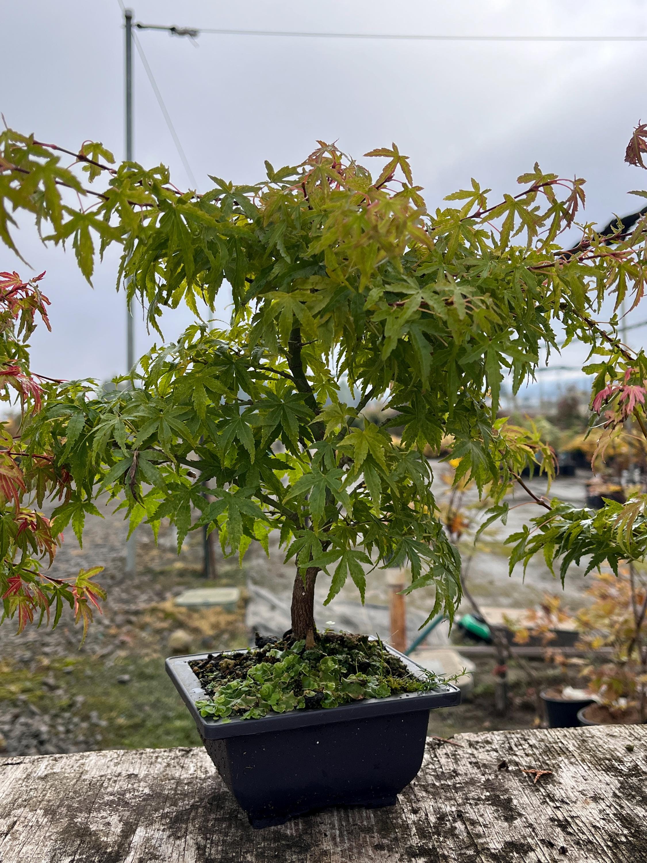 Kiyohime-type Dwarf Seedling Japanese Maple Bonsai 8"