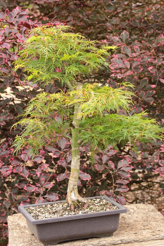 Emerald Lace Japanese Maple Bonsai Shakkan Style 18