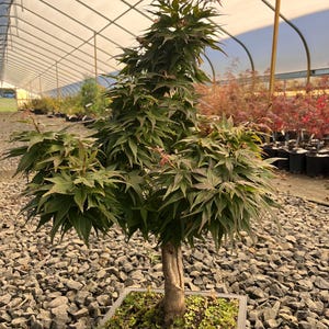 May include: A Japanese maple bonsai tree with dark green leaves and reddish tips. The tree is in a square black pot filled with soil and moss. The bonsai is set on a bed of gray gravel, with a greenhouse in the background.