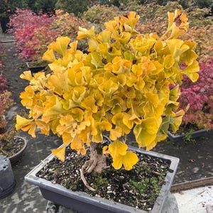 Dwarf Ginkgo Bonsai Hokidachi Style 10" - Etsy