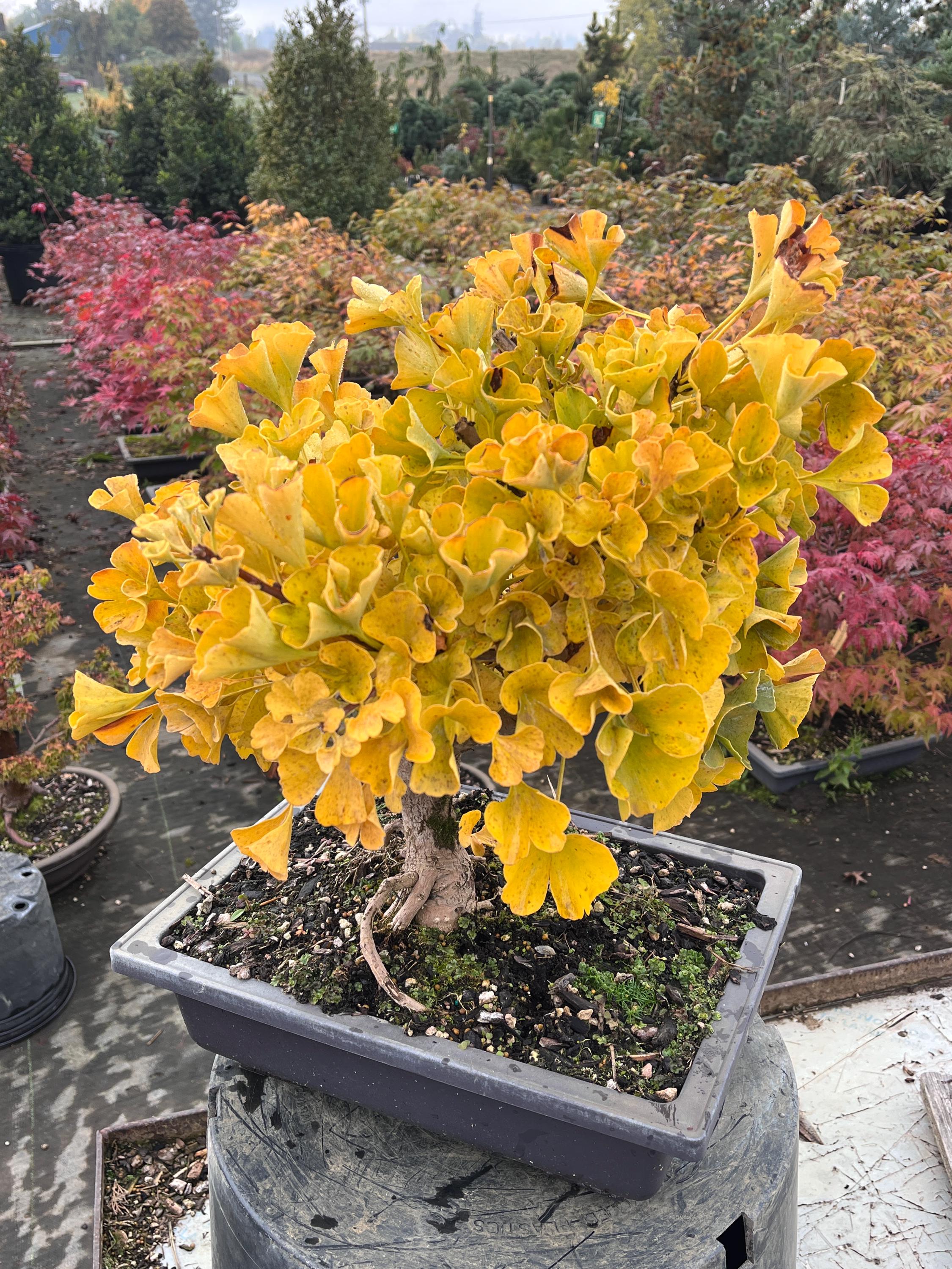 Dwarf Ginkgo Bonsai Hokidachi Style 10" - Etsy