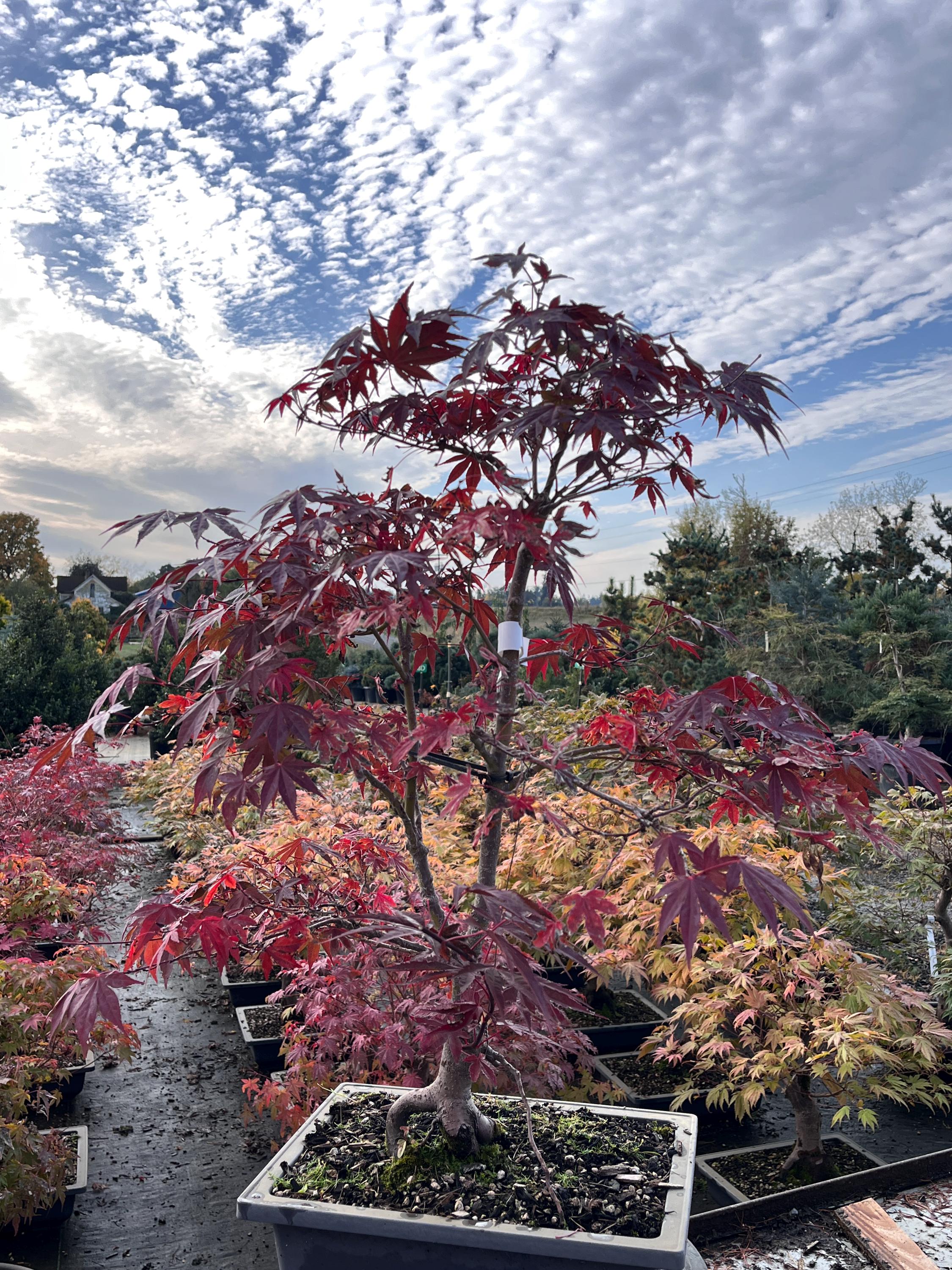Red-leaf Japanese Maple Bonsai Twin-trunk Sokan Style 15