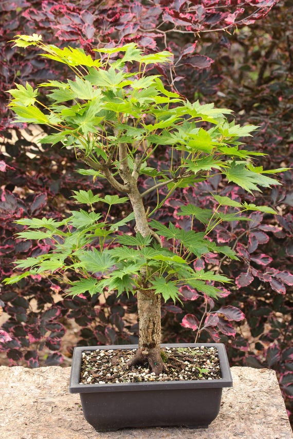 Shirasawa Maple Bonsai Chokkan Formal Upright Style 18" Tall