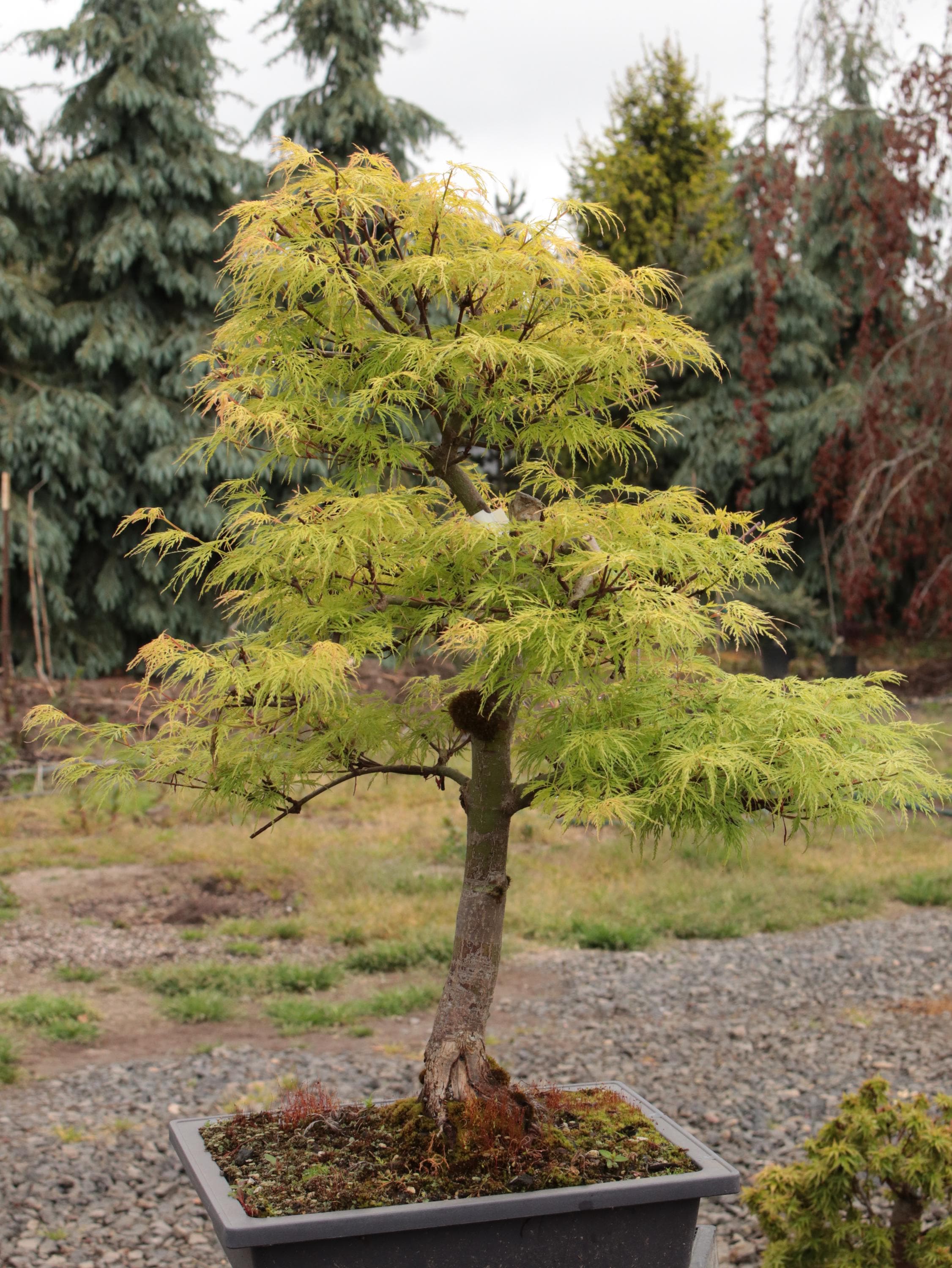 Emerald Lace Japanese Maple Bonsai Shakkan Style 18