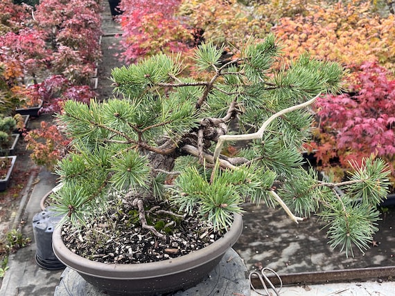 Hillside Creeper Scots Pine Bonsai Semi-cascade Han-kengai Style Hillside Creeper Scots Pine Bonsai Semi-cascade Han-kengai Style