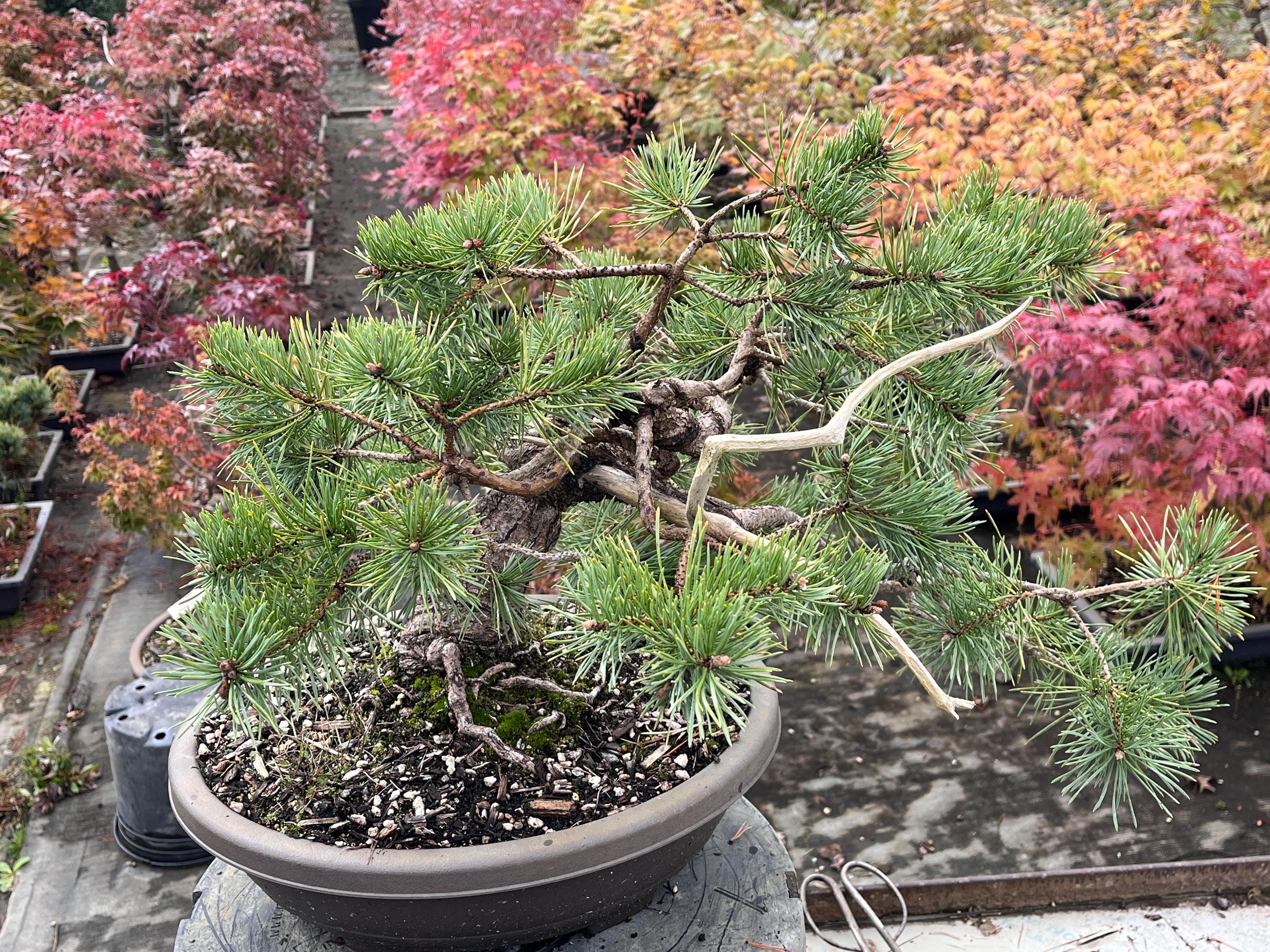 Hillside Creeper Scots Pine Bonsai Semi-cascade Han-kengai Style