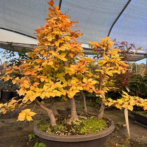 May include: A bonsai tree with vibrant yellow and orange leaves, set in a dark brown pot. The tree has multiple trunks and branches, creating a miniature forest appearance. The background shows other plants and a greenhouse setting.