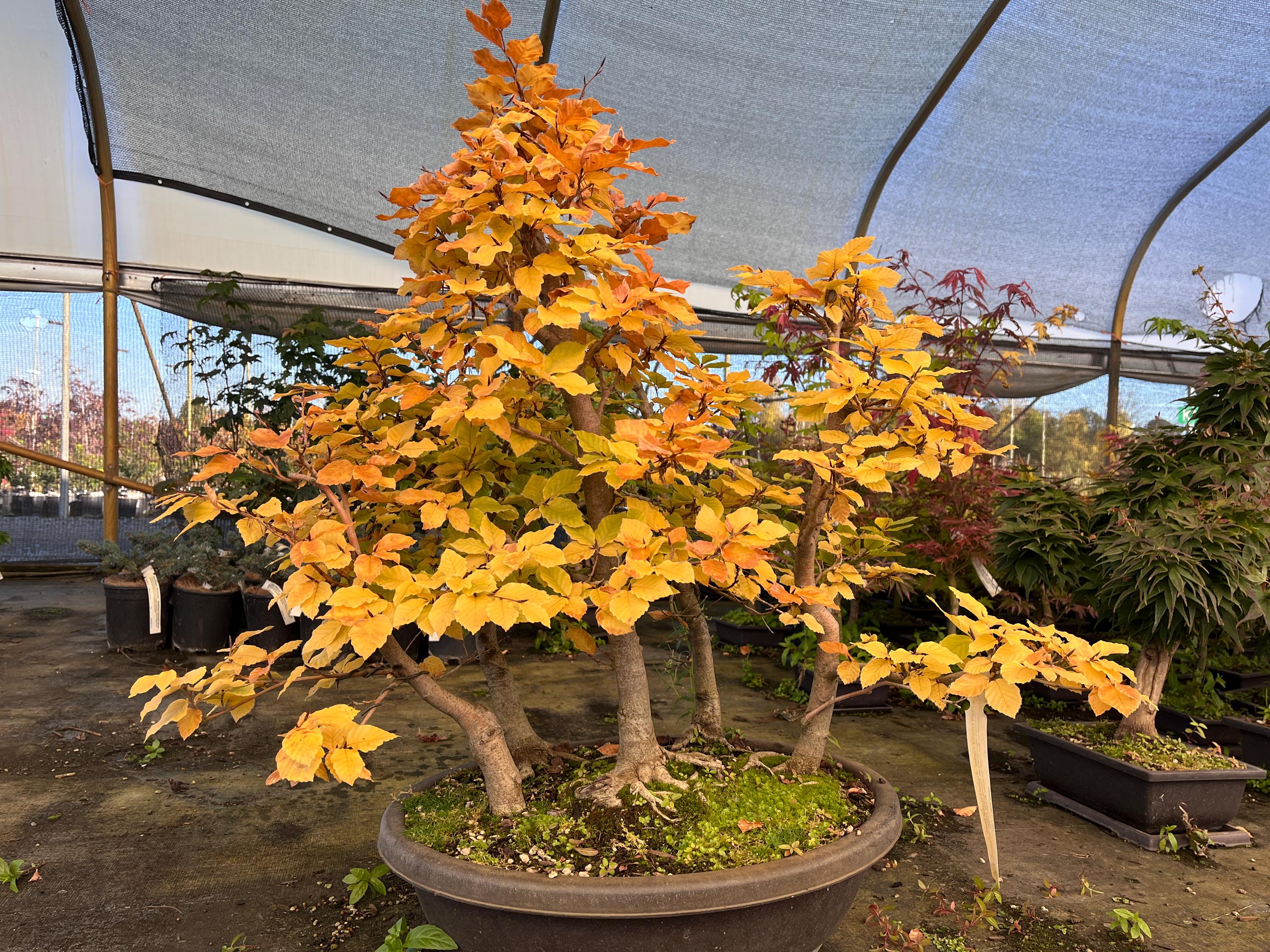 bonsai diary The Bonsai Diary