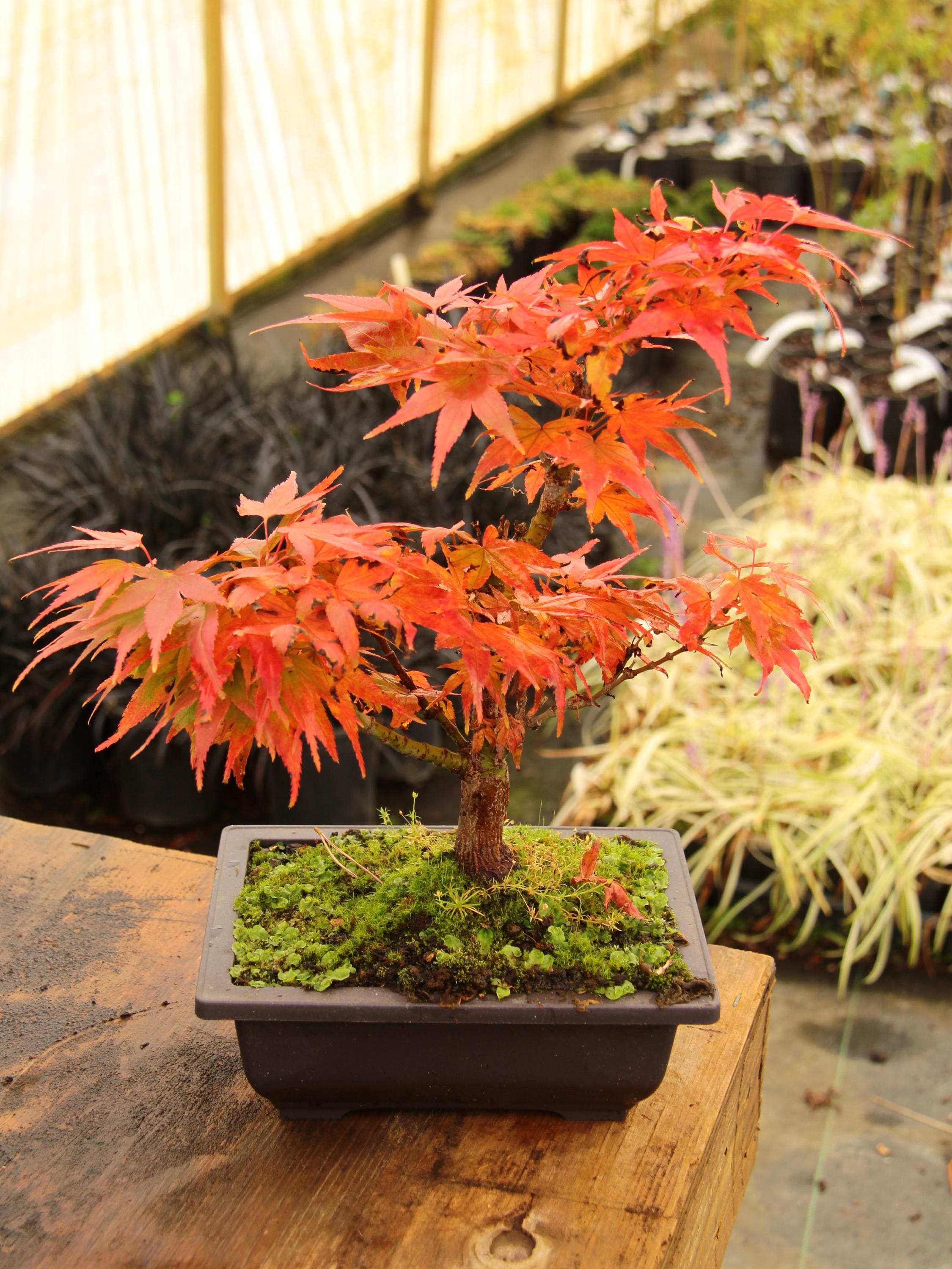 Mikawa Yatsubusa Japanese Maple Bonsai Moyogi Style 8" Tall - Etsy
