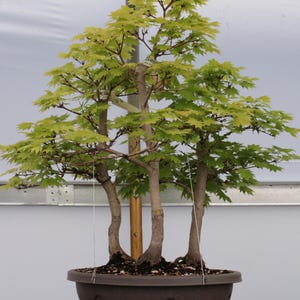 Shirasawa Maple Bonsai Forest Yose-ue Style 18" Tall - Etsy