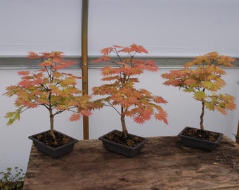 Summer Gold Japanese Maple Bonsai Chokkan Style 10