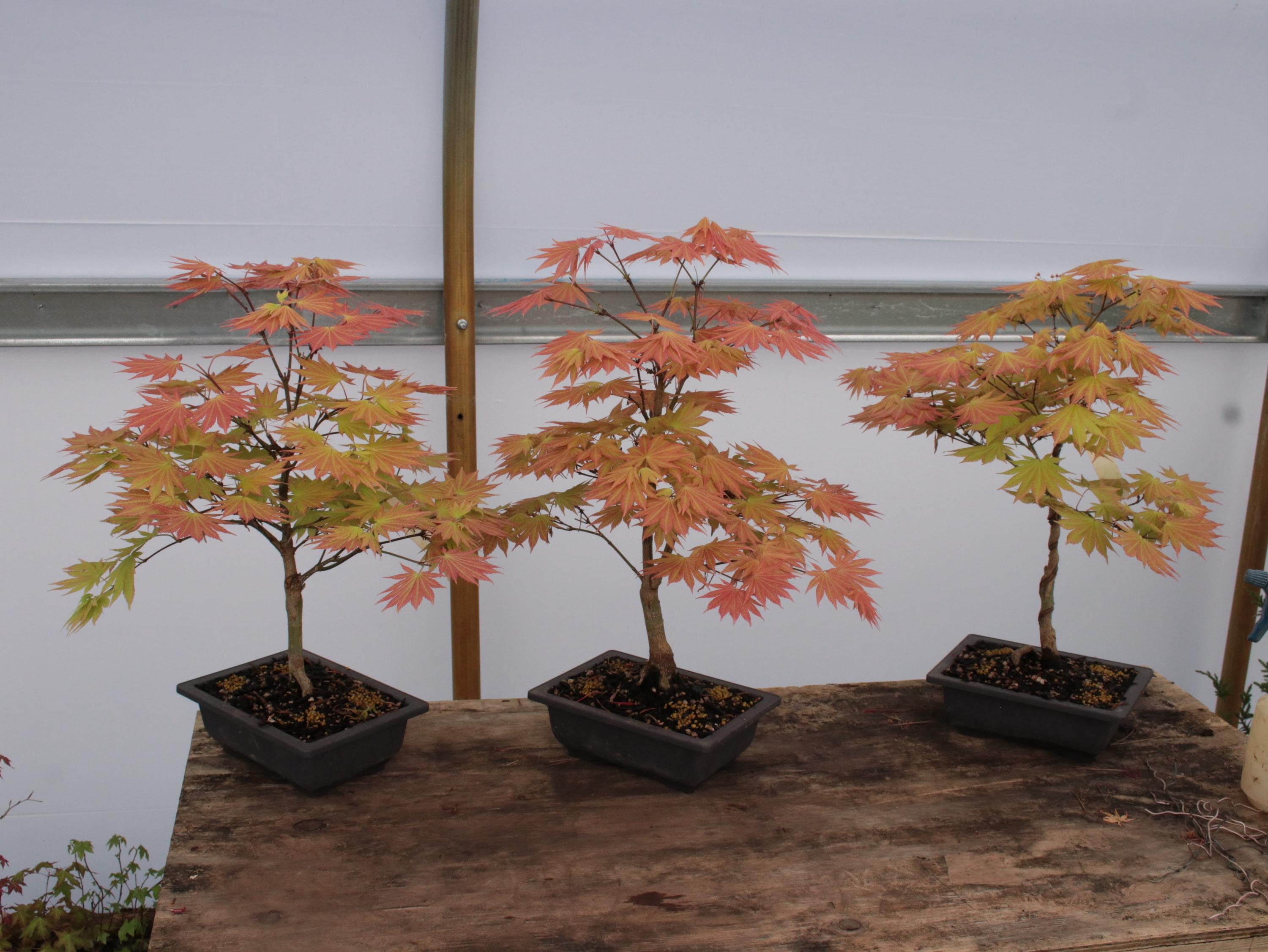 Autumn Moon Japanese Maple Bonsai Chokkan Style 10