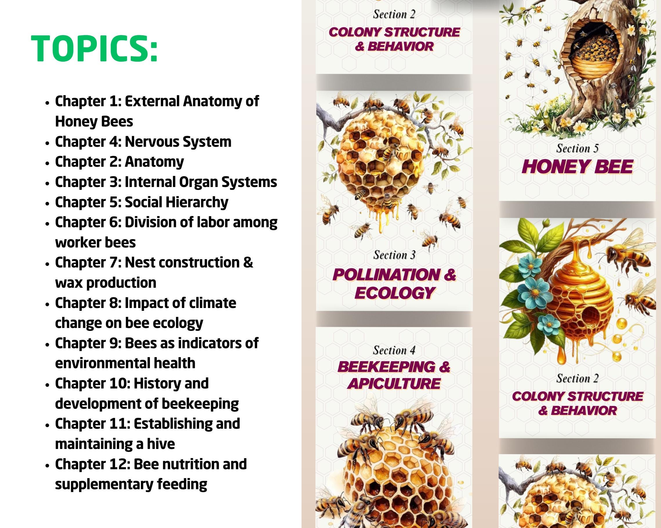 Honey Bee Unit Study | Life Cycle, Anatomy, Nature Journal (PDF) - Etsy UK
