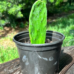 Thornless Cactus - Etsy