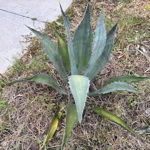 Blue Agave Starter Plant | Agave | Succulent | Blue Agave | 2 gallon | Organic