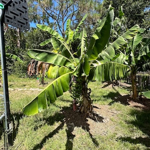 Banana - Dwarf Cavendish | Bare Root | Organic | 1-3 feet