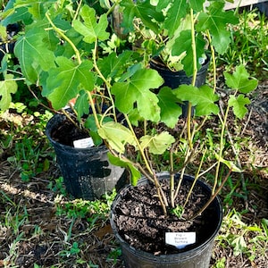 May include: Several young fig trees in black plastic pots are displayed outdoors. The trees have large, green, lobed leaves and slender brown stems. Each pot has a white label that reads "Fig Brown Turkey". The scene is lit by natural sunlight.